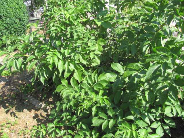  NN Dukla - Grobonet - Wyszukiwarka osób pochowanych